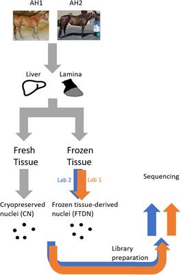 Successful ATAC-Seq From Snap-Frozen Equine Tissues